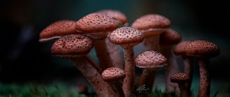 Mushrooms drugs - LORDMED Clinic