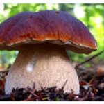 Mushrooms. Unicellular, mold, cap mushrooms. Parasitic fungi. 