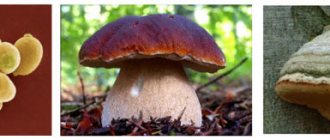 Mushrooms. Unicellular, mold, cap mushrooms. Parasitic fungi. 