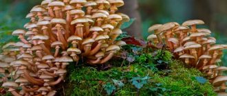 honey mushrooms on a stump