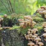 Honey mushrooms in natural conditions