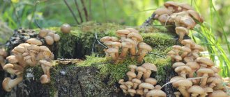 Honey mushrooms in natural conditions