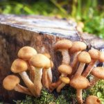 Honey mushrooms in the Leningrad region