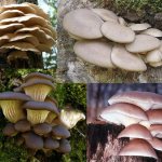 Parasitic mushrooms on trees