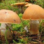 Cockerel mushrooms