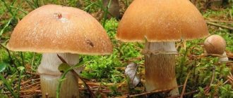 Cockerel mushrooms