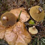 грибы Свердловской области