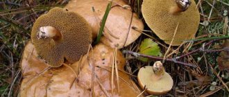 mushrooms of the Sverdlovsk region