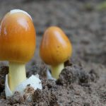 Mushroom pushers