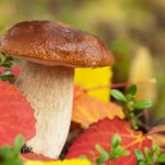 Mushrooms in the Bryansk region