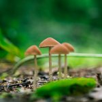 Mushrooms as food