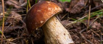 Mushrooms in the Minsk region