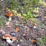 Mushrooms in the Moscow region