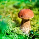 Mushrooms in Ryazan