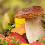 Mushrooms in September