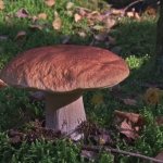 Mushrooms in Tyumen
