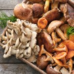 Can oyster mushrooms be eaten raw?