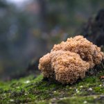 Характеристика гриба Спарассис курчавый