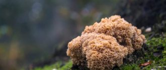 Characteristics of the mushroom Sparassis curly