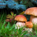 Характеристика грибов Приморского края