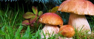 Characteristics of mushrooms of Primorsky Krai