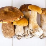 Characteristics of tubular mushrooms