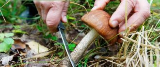 Именно в начале лета, примерно в середине июня, на территории большинства регионов нашей страны начинается грибной сезон