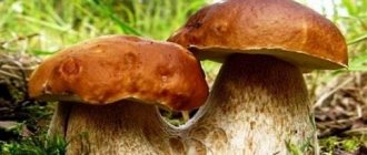 Интересные и удивительные факты о грибах