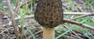 Из съедобных грибов Подмосковья в мае можно запастись сморчками