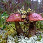 How quickly do edible mushrooms grow after rain in the fall?
