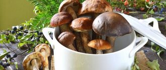 How to cook boletus mushrooms - methods of preparing mushrooms and recipes for delicious dishes
