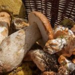 How and how much to cook porcini mushrooms