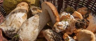 Как и сколько варить белые грибы