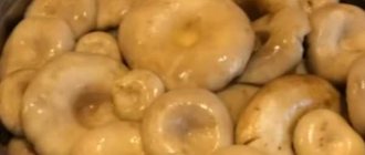 How and how much to cook milk mushrooms