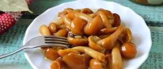 How and how much to cook honey mushrooms: cooking secrets