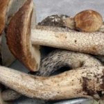 How and how much to cook boletus mushrooms