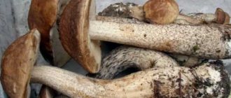How and how much to cook boletus mushrooms