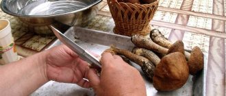 How to easily and simply clean and process oyster mushrooms