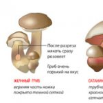 How not to confuse the porcini mushroom.