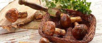 How to process and prepare boletus at home and according to good recipes?