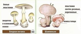 How to distinguish toadstool from mushrooms