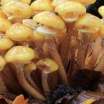 how to cook honey mushrooms with potatoes and sour cream