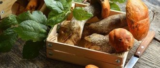 how to cook boletus-min