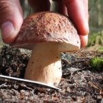 How to cook dry porcini mushrooms. Recipes, how long to cook, soak 