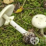 How does poisoning with toadstool occur?