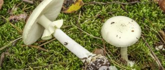 How does poisoning with toadstool occur?