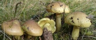 What does a greenfinch mushroom look like?