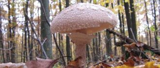 what does a girl&#39;s umbrella mushroom look like?