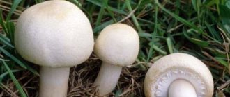 What does champignon look like: photo