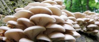 how to grow oyster mushrooms at home